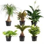Costa Farms Assorted Houseplants in Nursery Pots, 6-pack